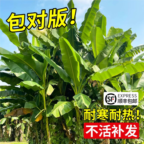 芭蕉树苗地栽盆栽绿植香蕉苗粉蕉庭院芭蕉树耐寒观赏北方室外好养 - 图0