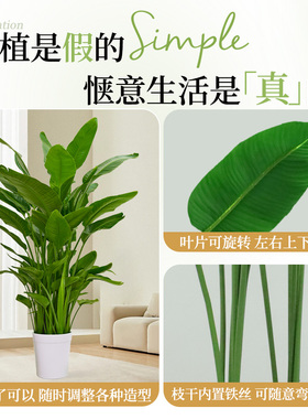 仿真绿植天堂鸟仿真花假树植物