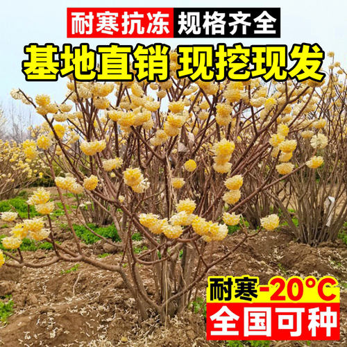 结香花树苗盆栽庭院别墅耐寒花卉植物风景大树园林绿化大苗梦冬花 - 图2