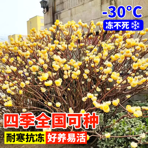 结香花树苗盆栽庭院别墅耐寒花卉植物风景大树园林绿化大苗梦冬花 - 图1