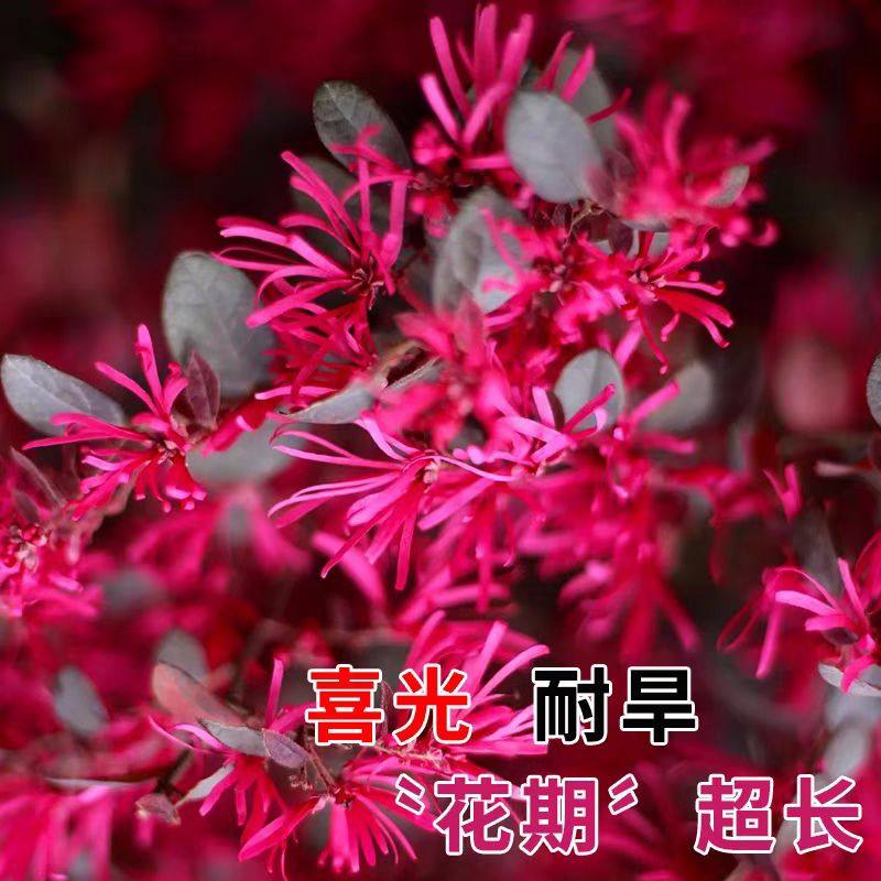 红花继木球树苗绿植造型盆景庭院别墅地栽耐寒植物园林工程绿化,淘宝优惠券,粉丝福利购,淘宝优惠卷