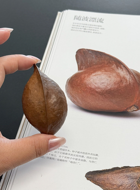 天然银叶树果实奥特蛋饺子