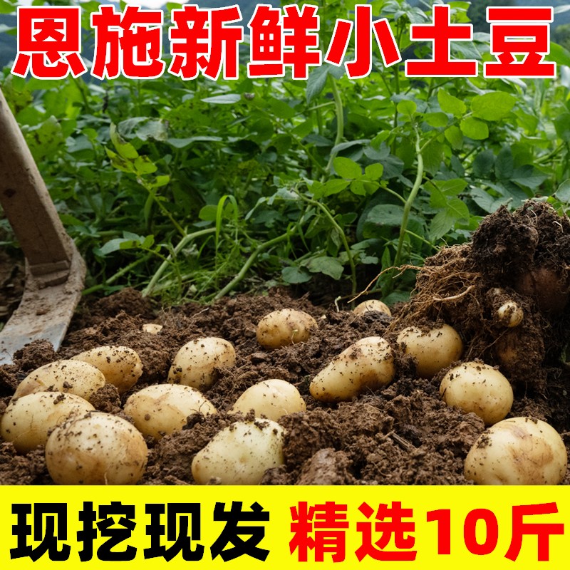 湖北恩施土豆新鲜现挖高山洋芋老品种自种蔬菜整箱迷你黄心小土豆 - 图0