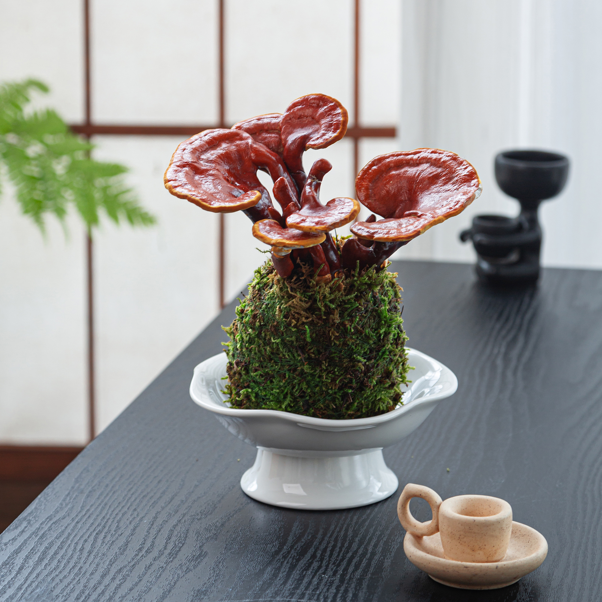 水培灵芝盆栽苔藓球绿植物办公室内茶室桌面小盆景创意摆件好养花 - 图0