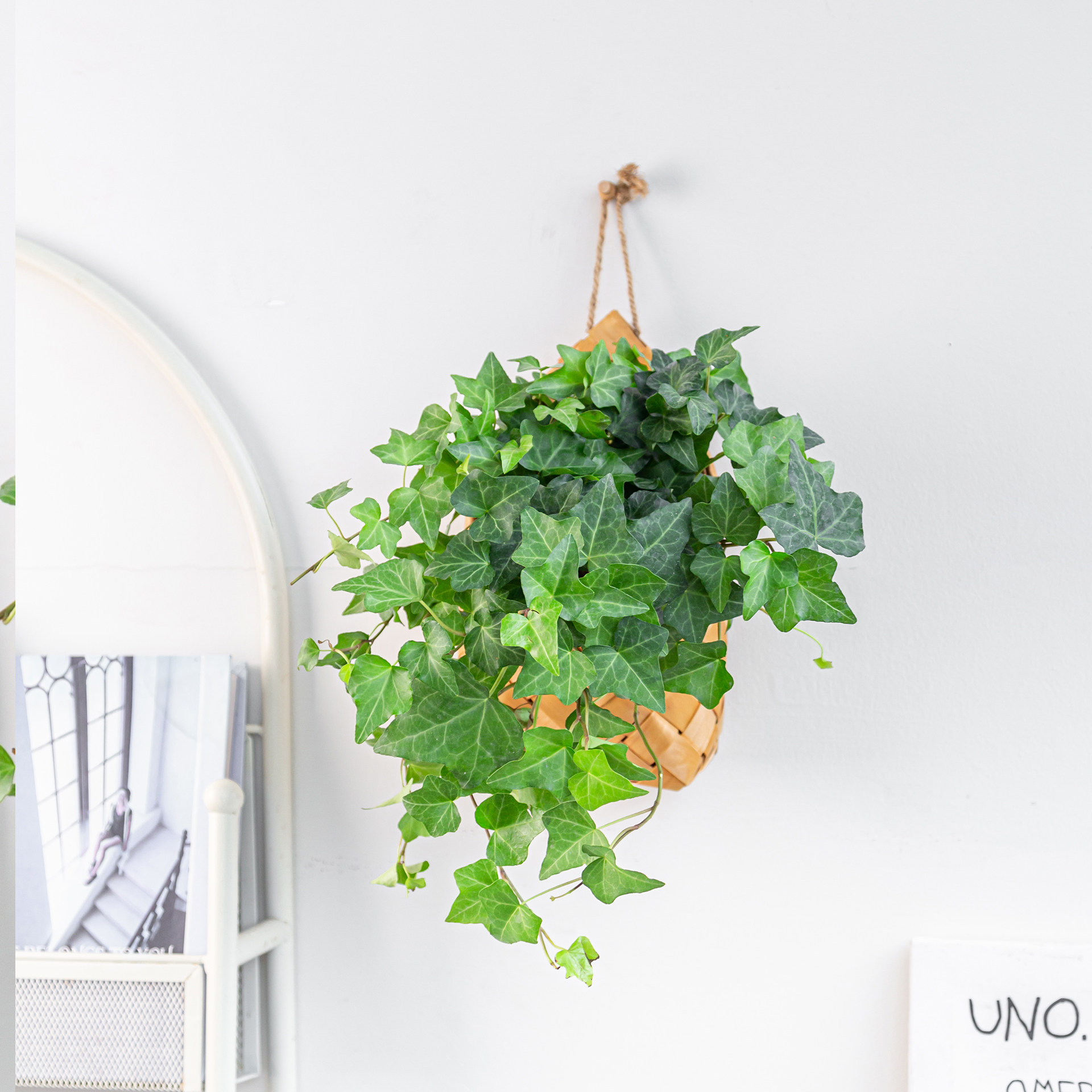 垂吊系列|室内墙壁挂壁绿植盆栽金边翡翠常春藤垂吊植物搭配吊兰,淘宝优惠券,粉丝福利购,淘宝优惠卷