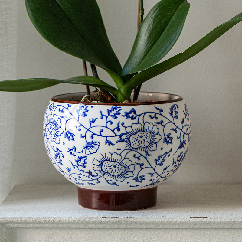 白色蝴蝶兰四季开花室内客厅花卉绿植节日礼物年宵花桌面植物盆栽 - 图1