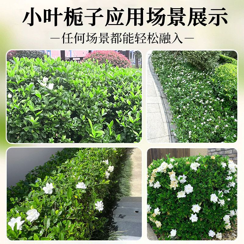 小叶栀子花苗重瓣浓香型大叶栀子花盆栽室外庭院四季常青绿化小苗,淘宝优惠券,粉丝福利购,淘宝优惠卷