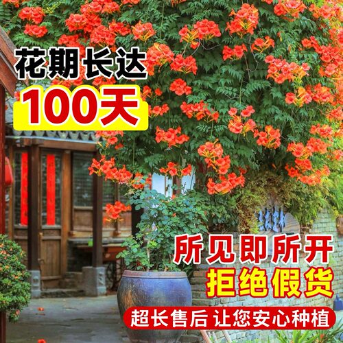 凌霄花爬藤大苗耐寒植物室外老桩树苗盆栽庭院四季花卉阳台炮仗花 - 图1