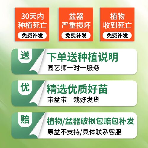 四季常青夹竹桃树苗盆栽绿化苗室外绿植地栽柳叶桃驱蚊草绿篱花卉 - 图3