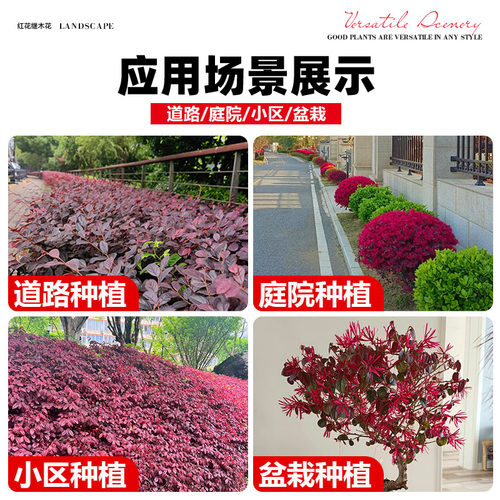 红花继木树苗老桩室外庭院地栽耐寒植物风景树绿化园林工程苗四季 - 图3