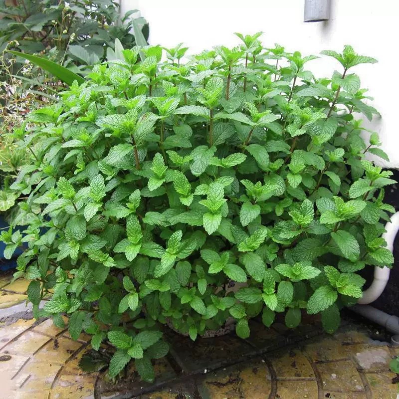 可食用薄荷种籽子盆栽猫薄荷种子阳台四季种植驱蚊虫植物花草种子