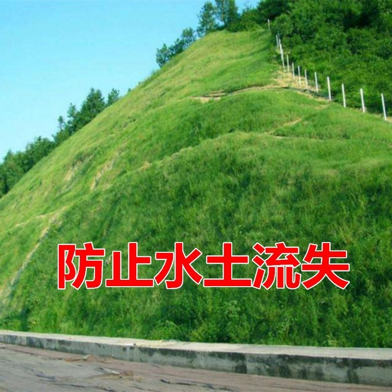 护坡固土草籽四季常青边坡绿化草坪耐旱狗牙根鱼塘护坡王草种籽子 - 图1