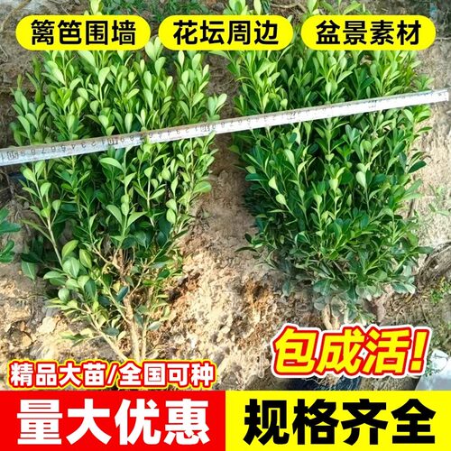 小叶黄杨苗瓜子黄杨苗法国冬青大苗金边黄杨庭院绿篱道路绿化树苗 - 图2