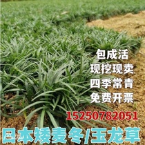 Japanese dwarf wheat winter grass resistant to cold and resistant foot patio garden landscaping lawn plant dwarf raw wheat and wheat straw Miao Yolong grass