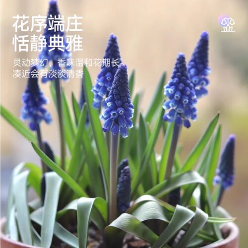 进口葡萄风信子种球水培土培套餐室内耐寒易活多年生盆栽花卉种子 - 图0