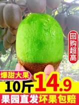 Shaanxi Zhou Chio Exotic Fruit 10 Catty Fresh Fruit When Season Full Box Green Heart Mud Mass Bizarre Big Fruit Pregnant Woman Fruit Gift Box