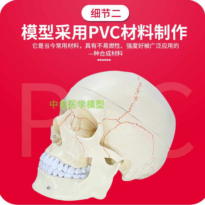 头颅结构 新人首单立减十元 22年7月 淘宝海外