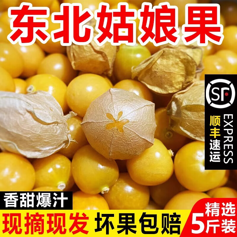 正宗云南姑娘果新鲜菇娘果大果黄洋菇娘2/3/5斤整箱东北果非顺丰 - 图0