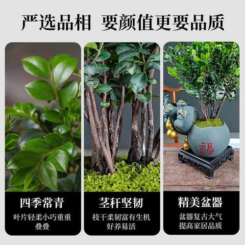小叶紫檀老桩含盆盆景室内外桌摆观叶绿植易养盆栽 - 图1