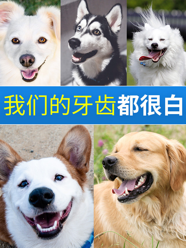 博乐丹洁牙粉40g狗狗口臭猫咪口腔清洁去牙结石神器宠物洁齿粉 - 图3