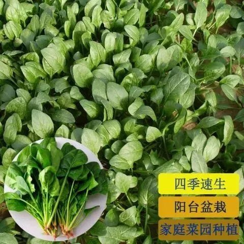 大叶菠菜种子四季蔬菜秋冬籽种阳台种籽耐热菜种盆栽波菜孑菜籽子 - 图1