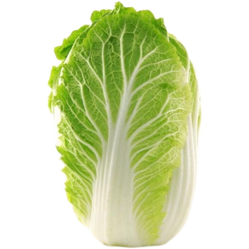 十八斤大白菜种子山东白菜籽冬季四季播大白菜抗病高产蔬菜白菜子 - 图3