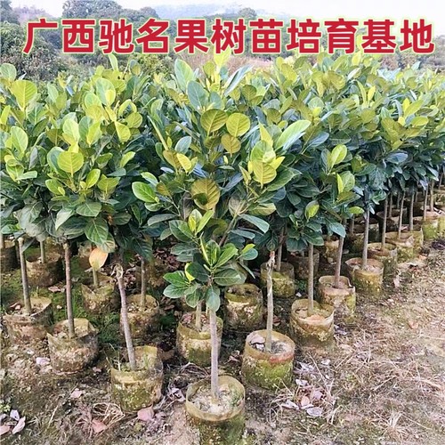 菠萝蜜苗泰国红肉菠萝8号12号印尼红肉菠萝香甜脆蜜广东木菠萝树 - 图2