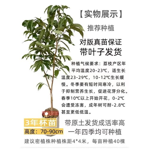 正品观音绿荔枝果苗八月马贵荔白糖罂营养杯苗带土带叶发货好成活 - 图3