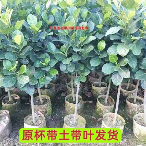 菠萝蜜苗泰国红肉菠萝8号12号印尼红肉菠萝香甜脆蜜广东木菠萝树 - 图1