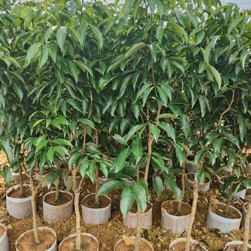 正品观音绿荔枝果苗八月马贵荔白糖罂营养杯苗带土带叶发货好成活 - 图2