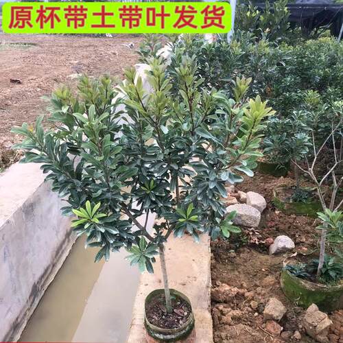 东魁杨梅苗黑炭杨梅果树水晶白梅早熟红杨梅抗寒耐热南北方可种植 - 图2