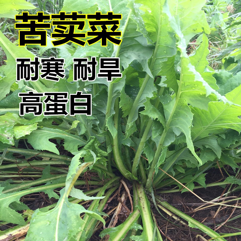 夏季高产牧草种子多年生苦荬菜种子鹅菜种子四季苦麦菜鸡鸭鹅种籽