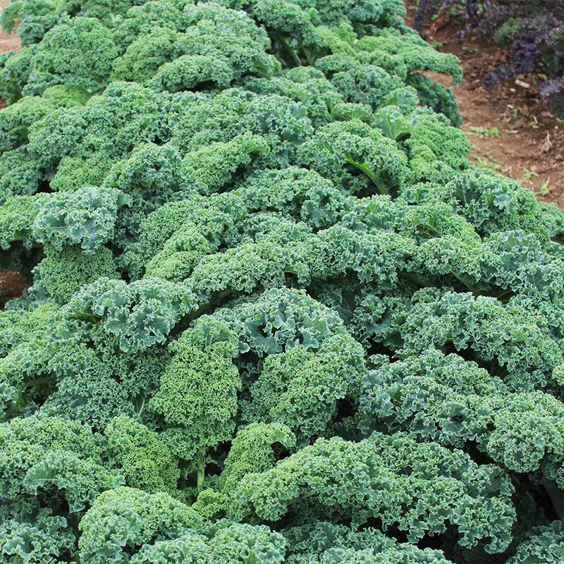 羽衣甘蓝种子羽叶甘蓝种籽孑食用秋冬季紫色耐寒四季盆栽蔬菜种 - 图0