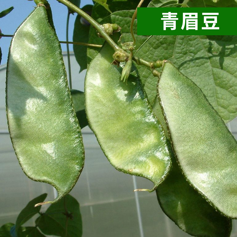 豌豆芸豆扁豆眉豆毛豆荷兰蛇豆绿长架豆角春夏秋豆四季蔬菜种子籽 - 图3