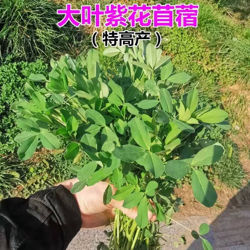 紫花苜蓿草种籽多年生四季养殖牧草种子喂猪兔鸡鸭鹅鱼草籽种种植 - 图1