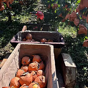 烟台正宗奶油富士霜降苹果 现摘现发产地直供[10元优惠券]-寻折猪