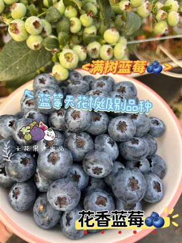 L25F6蓝莓花香蓝莓一加仑盆栽蓝莓苗带盆带土对版新品蓝莓盆栽苗 - 图3