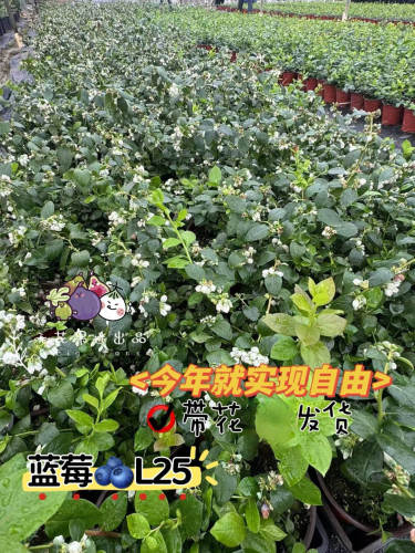 L25F6蓝莓花香蓝莓一加仑盆栽蓝莓苗带盆带土对版新品蓝莓盆栽苗 - 图0