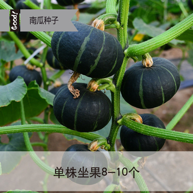 杂交蔬菜种子