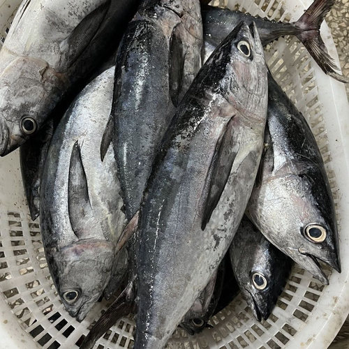 金枪鱼新鲜海鲜鲜活速冻鱼肉大脂块1000g非整条切片料理顺丰包邮 - 图0