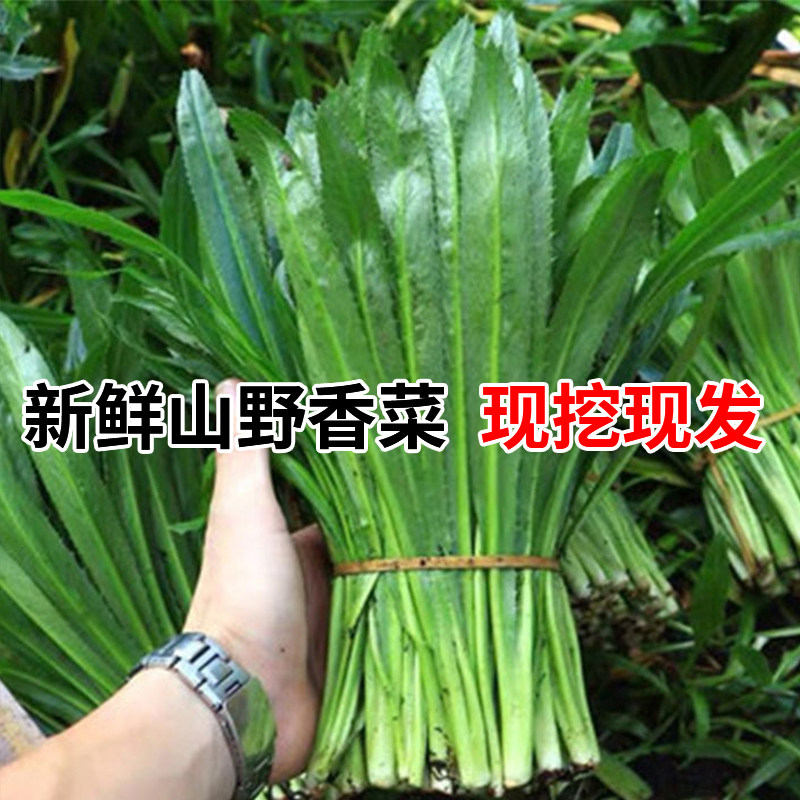 山野香菜种籽刺芫荽种子泰国种苗农家四季蔬菜菜籽种大全种孑易种,淘宝优惠券,粉丝福利购,淘宝优惠卷