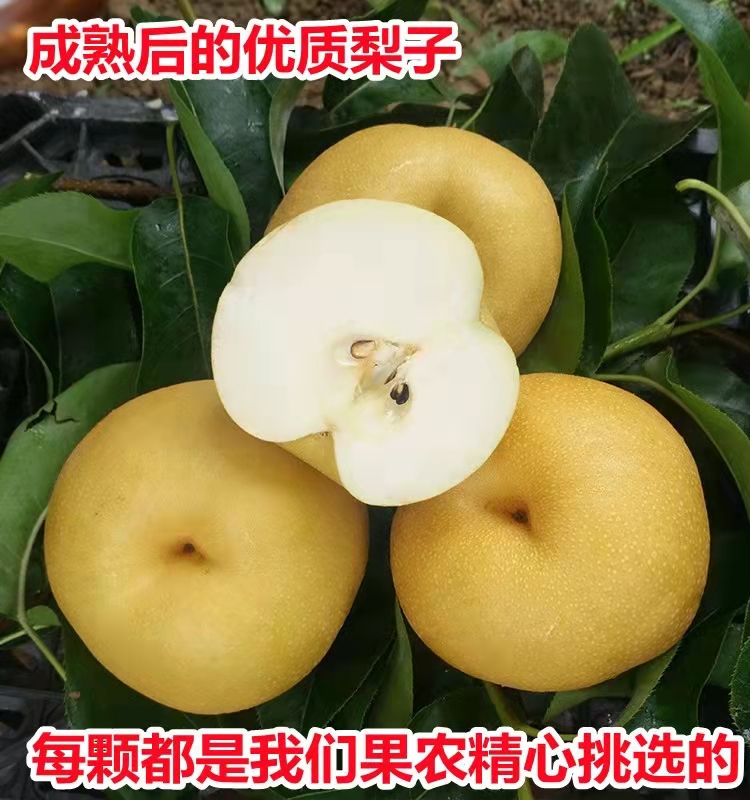 梨树果苗当年结果秋月翠冠苹果沙梨南北方种植盆栽地栽嫁接梨子树 - 图2