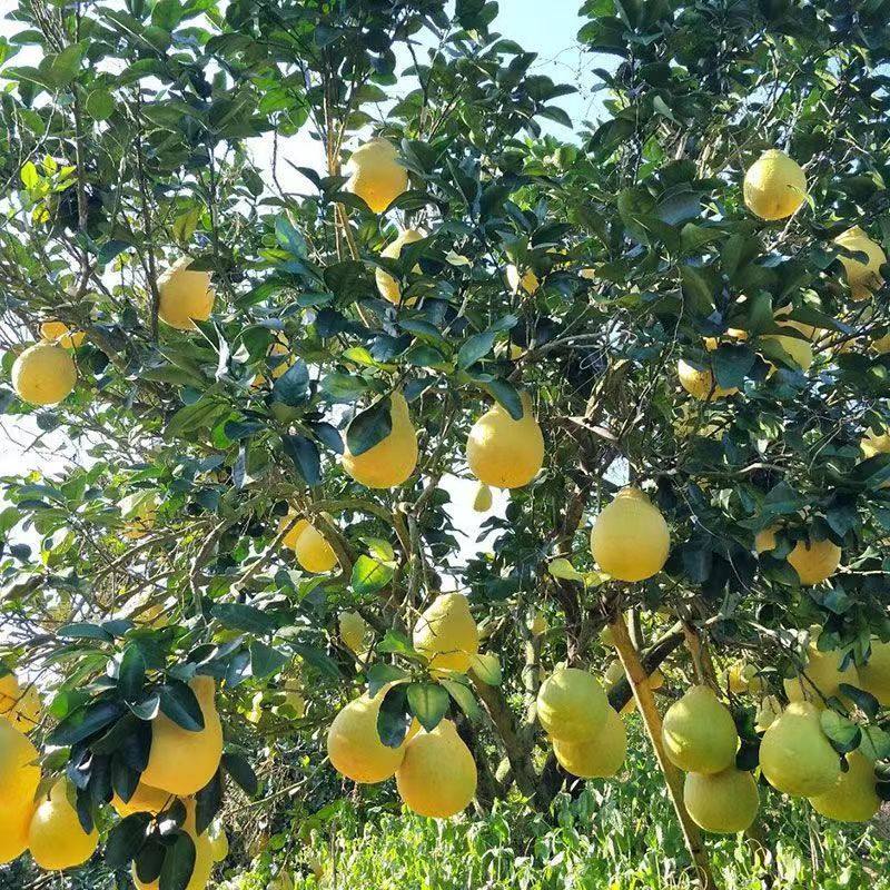 正宗广西容县沙田柚老树黄金柚子大籽古钱底香甜柚新鲜水果香柚子,淘宝优惠券,粉丝福利购,淘宝优惠卷