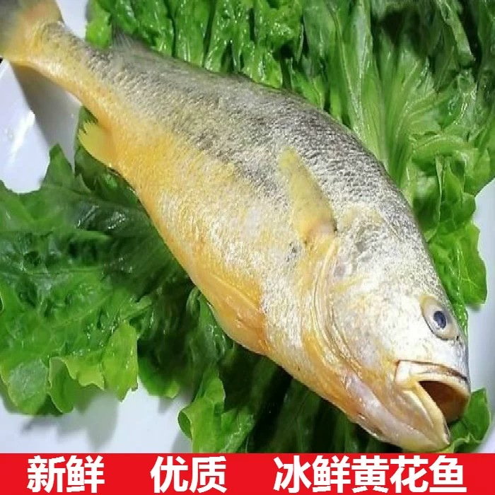 大连深海鱼 黄花鱼新鲜当天上岸海鲜水产大黄鱼海鱼满三斤包UCFF - 图0