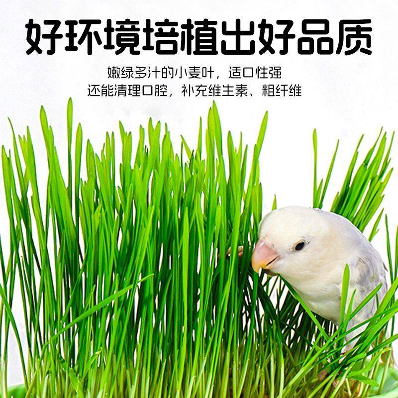 鹦鹉草零食鸟麦芽草鸟草啃咬谷物玄凤虎皮牡丹饲料谷子穗粮食猫草,淘宝优惠券,粉丝福利购,淘宝优惠卷