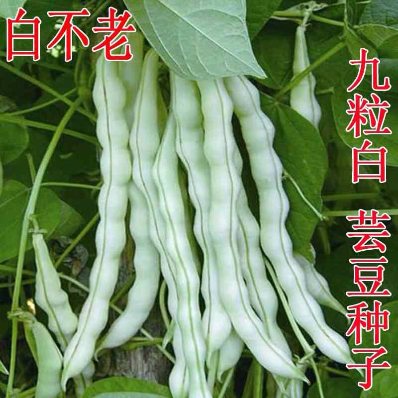 菜豆种子 新人首单立减十元 22年2月 淘宝海外