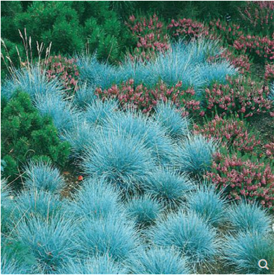 蓝羊茅种子观赏草籽多年生宿根造景花园花海设计室外庭院地被花籽-图0