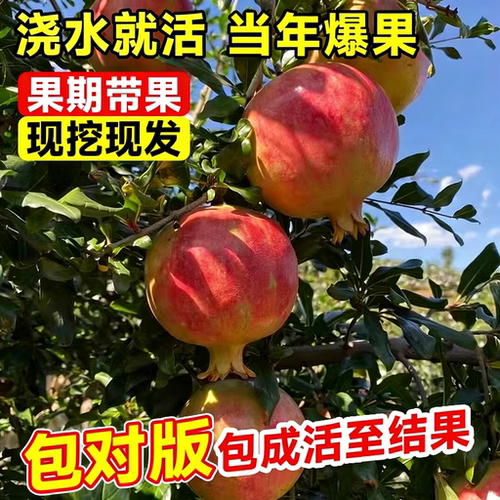 石榴树树苗突尼斯软籽无籽蒙阳红石榴盆栽庭院果树果苗特大号带土 - 图0