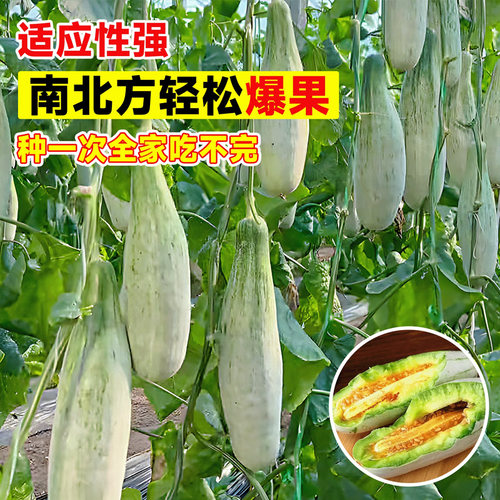 正品山东羊角蜜甜瓜苗香瓜苗绿宝石苗秧超甜带土高产早熟薄皮四季 - 图3