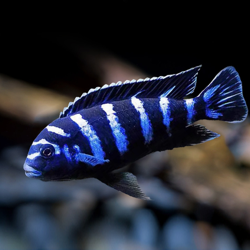 特蓝斑马三湖慈鲷鱼水族鱼缸观赏鱼热带鱼淡水血艳红OB孔雀慈鲷鱼 - 图1